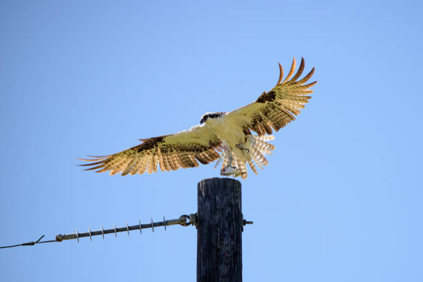 istock Osprey Lifting Off Holding a Fish in Talon 2188912584