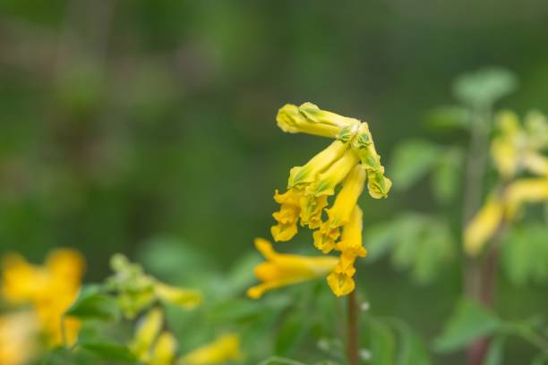 Yellow corydalis (pseudofumaria lutea) flowers Macro shot of yellow corydalis (pseudofumaria lutea) flowers in bloom corydalis lutea stock pictures, royalty-free photos & images
