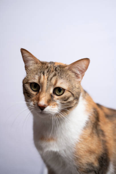 istock Portrait of a domestic cat 2188912851