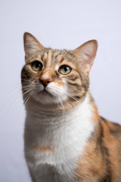 istock Portrait of a domestic cat 2188912856
