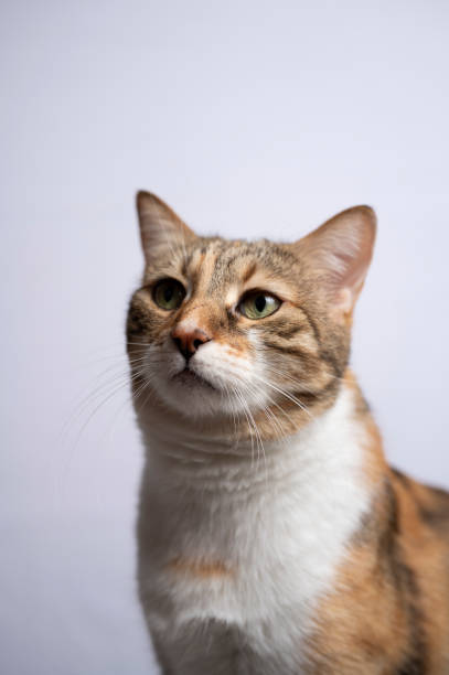 istock Portrait of a domestic cat 2188912874