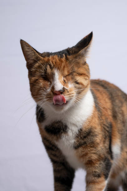 istock Portrait of a blind calico cat 2188913067