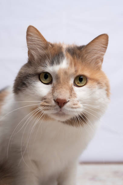 istock Portrait of a fluffy cat 2188913101
