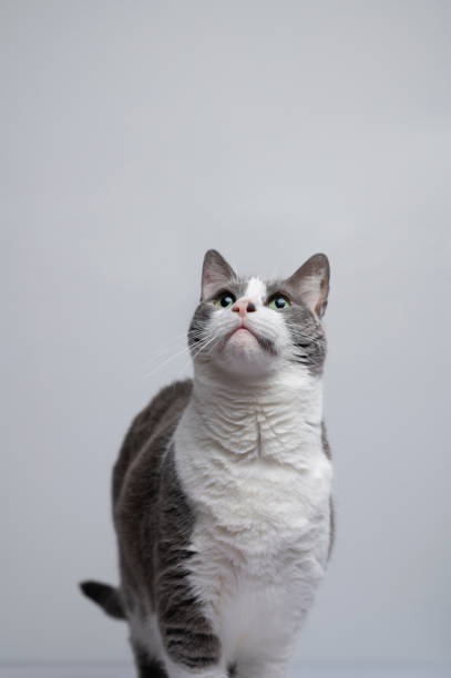 A portrait of a relaxed, cute cat with beautiful asymmetric markings on a white background.