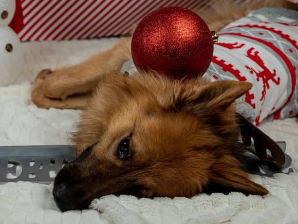 istock German Shepherd Dog With Christmas Bauble On Head. 2188913436