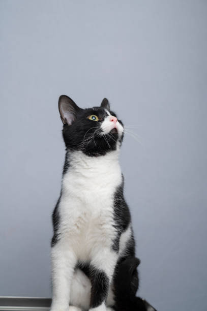 A portrait of a relaxed, cute cat with beautiful asymmetric markings on a gray background.