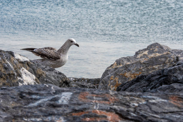 A seagull by the sea