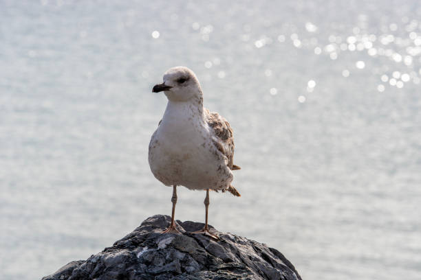 istock A seagull by the sea 2188915214
