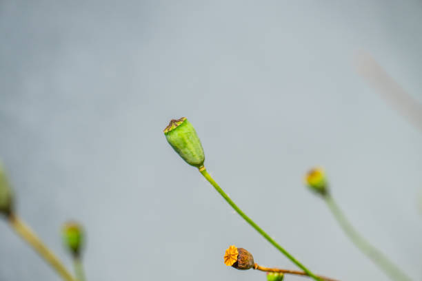 Poppy seed pod in a garden.