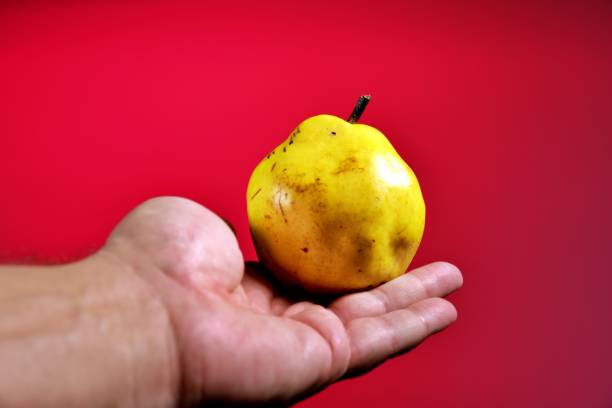 Woman holding ripe yellow pears