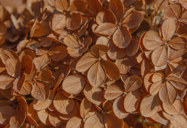 Dried Brown Hydrangea flowers close-up background. Botany plant natural background. Demonstrating color of 2025 year Mocha Mousse.