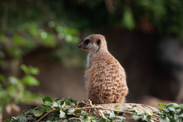 Meerkat sitting on a rock with leaves