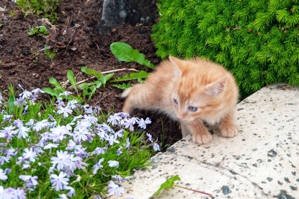 istock A small orange kitten is looking at the camera in front of some flowers 2188917644