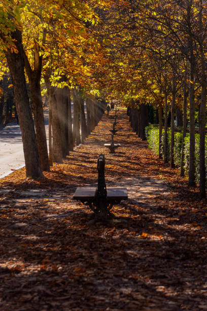 Benches invite visitors to rest and enjoy the fall foliage in retiro park, madrid