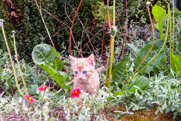 A kitten is sitting in a flower bed. The flowers are red and yellow. The kitten is looking up at the camera