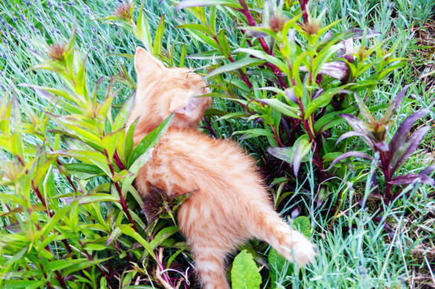 A kitten is playing in a field of green plants. The kitten is orange and white and is looking up at something