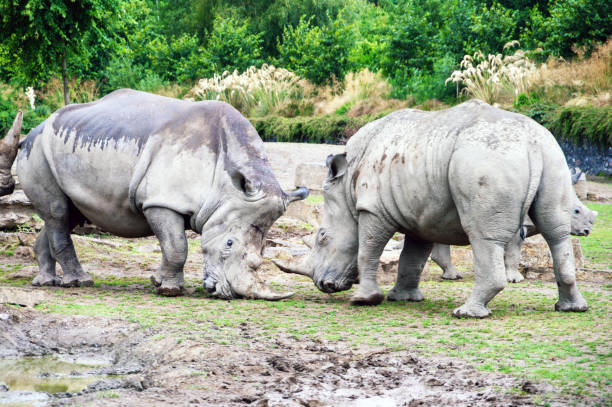 istock Two rhinos are fighting in a muddy field 2188918509