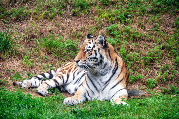 istock A tiger is laying in the grass, looking at the camera 2188918510