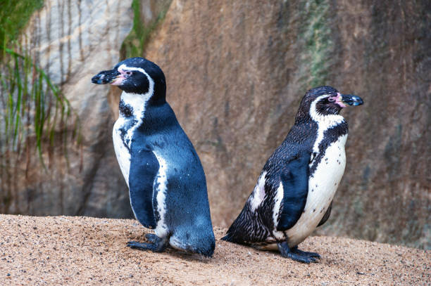 istock Two penguins are standing on a rocky beach 2188919318