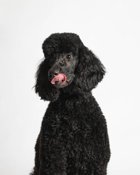 istock Black Standard Poodle - Studio Portrait on White - Close Up 2188920080