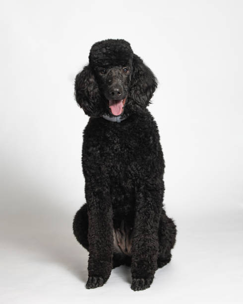 istock Black Standard Poodle - Studio Portrait on White - Full Length - Sitting 2188920146