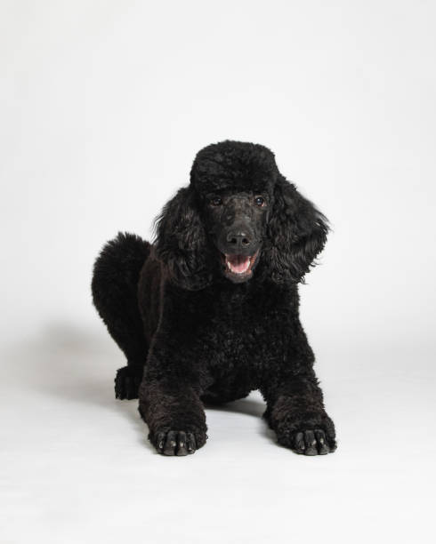 istock Black Standard Poodle - Studio Portrait on White - Full Length - Laying 2188920222