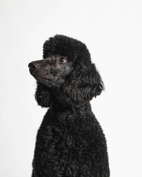istock Black Standard Poodle - Studio Portrait on White - Close Up 2188920242