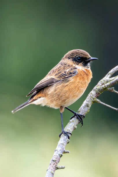 istock Stonechat (Saxicola rubicola), Found in Open Grasslands and Coastal Areas Across Europe 2188920281