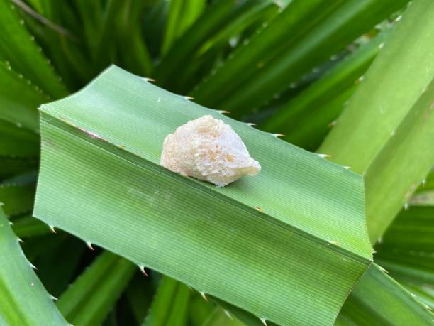 istock Ootheca of a mantis. Grasshopper eggs 2188920408