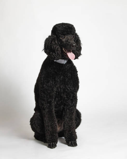 istock Black Standard Poodle - Studio Portrait on White - Full Length - Sitting 2188920415
