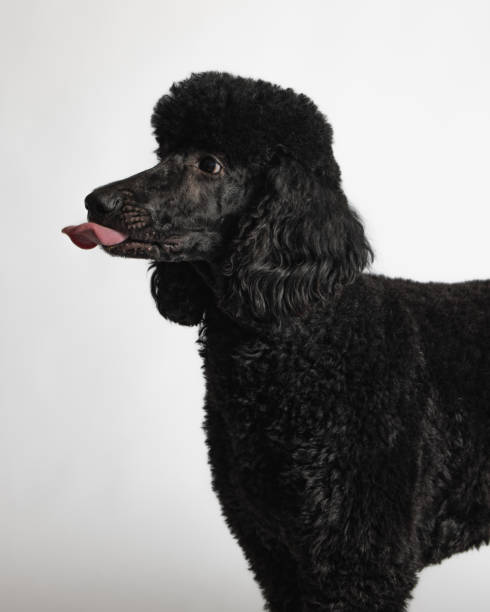 istock Black Standard Poodle - Studio Portrait on White - Close Up 2188920429