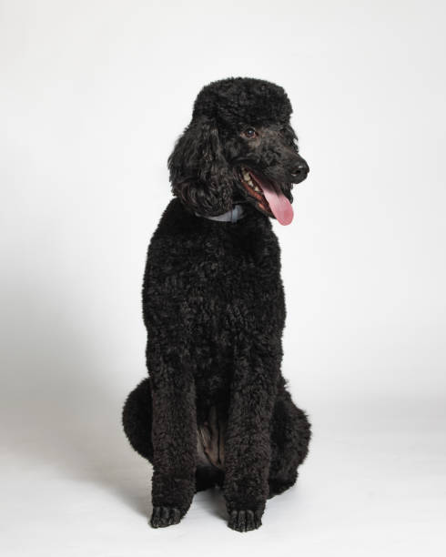 istock Black Standard Poodle - Studio Portrait on White - Full Length - Sitting 2188920479