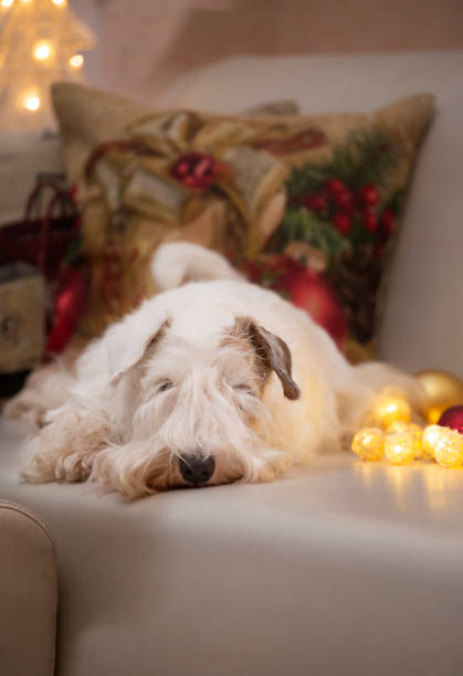 istock Sealyham terrier dog lying on the sofa with Christmas decorations 2188920736