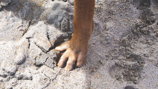 Dow paw leg standing in sand beach deep toes