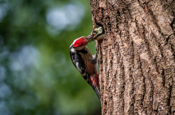 istock caring woodpecker bird feeding its chick in a hollow tree in spring forest 2188921676