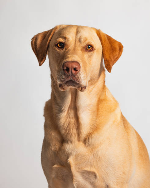 istock Yellow Orange Labrador Retriever - Studio Portrait - Close Up 2188921707