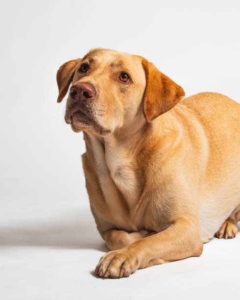 istock Yellow Orange Labrador Retriever - Studio Portrait - Close Up 2188921742