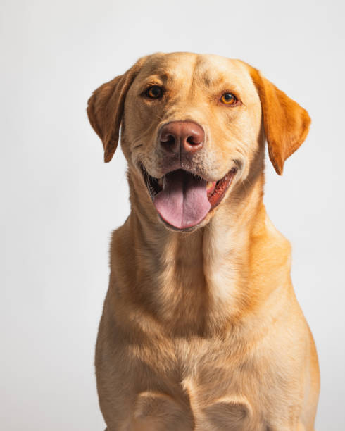 istock Yellow Orange Labrador Retriever - Studio Portrait - Close Up 2188921819