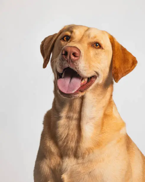 Gelb Orange Labrador Retriever - Studio Portrait - Nahaufnahme Gelb Orange Labrador Retriever - Studio Portrait - Nahaufnahme