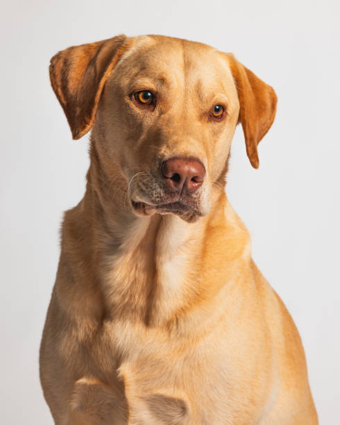 istock Yellow Orange Labrador Retriever - Studio Portrait - Close Up 2188922045