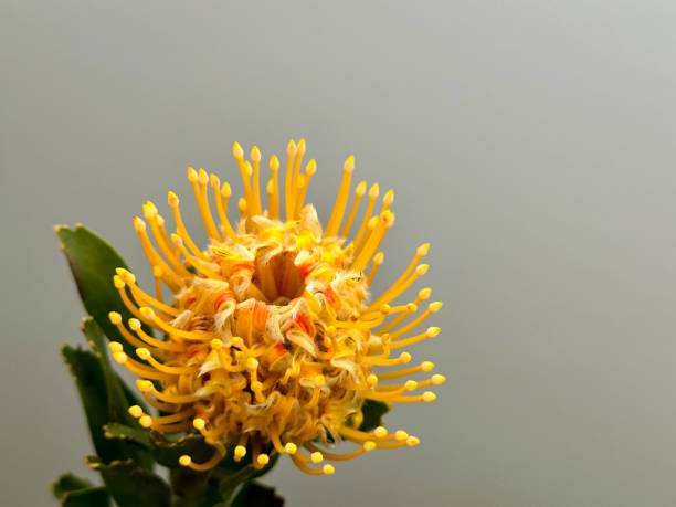 Fresh yellow leucospermum flower on the gray background