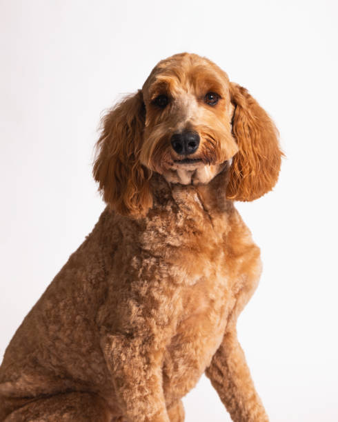 istock Golden Doodle - Studio Portrait on White - Close Up 2188923589