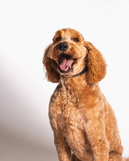 istock Golden Doodle - Studio Portrait on White - Close Up 2188923610
