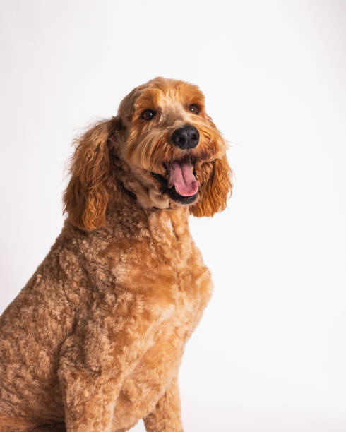 istock Golden Doodle - Studio Portrait on White - Close Up 2188923635