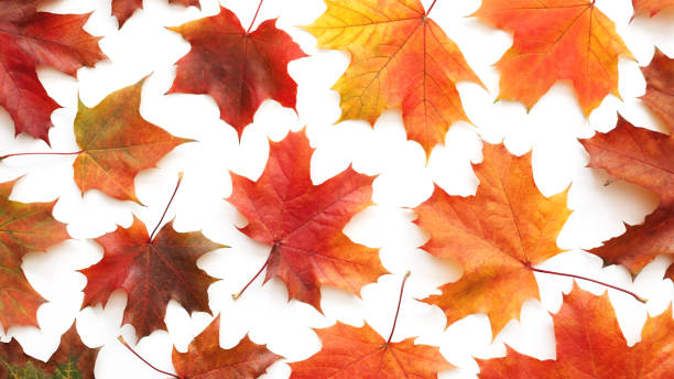 istock Autumn orange  leaves falling down Isolated on white background 2188923991