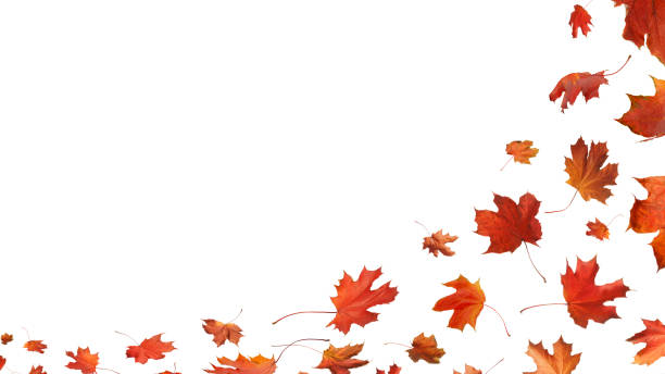 istock Autumn orange  leaves falling down Isolated on white background 2188924003