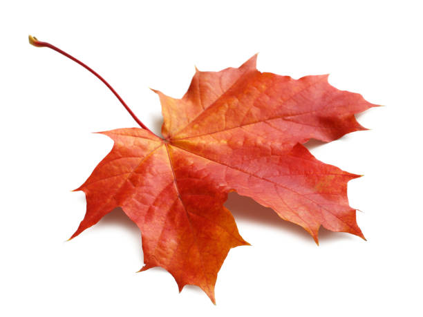 istock Autumn maple leaf isolated on white background with shadows, clipping path  for isolation without shadows on white. 2188924671