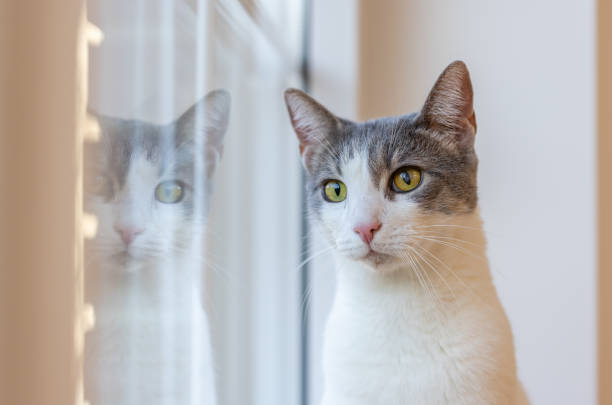 istock White gray cat by the window 2188924797