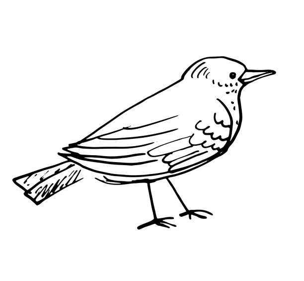 105,200+ Bird Sketches Stock Illustrations, Royalty-Free Vector