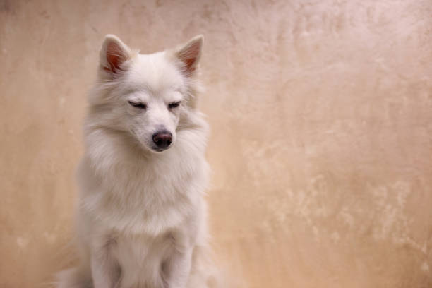 Studio shot of white German spitz
